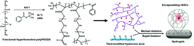 Graphical abstract: A rapid crosslinking injectable hydrogel for stem cell delivery, from multifunctional hyperbranched polymers via RAFT homopolymerization of PEGDA