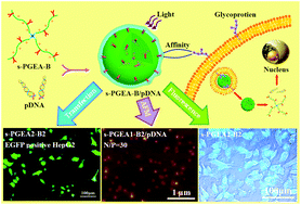 Graphical abstract: PGMA-based starlike polycations with flanking phenylboronic acid groups for highly efficient multifunctional gene delivery systems