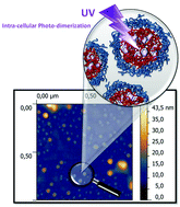 Graphical abstract: Photodimerization as an alternative to photocrosslinking of nanoparticles: proof of concept with amphiphilic linear polyoxazoline bearing coumarin unit