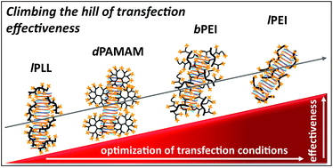Graphical abstract: Comparative evaluation and optimization of off-the-shelf cationic polymers for gene delivery purposes