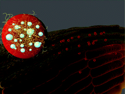 Graphical abstract: Engineering thermoresponsive polyether-based nanogels for temperature dependent skin penetration