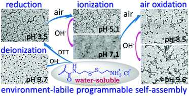 Graphical abstract: Programmable self-assembly of a cystamine-block copolymer in response to pH and progressive reduction–ionization–oxidation