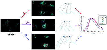 Graphical abstract: Interactions of a zwitterionic thiophene-based conjugated polymer with surfactants