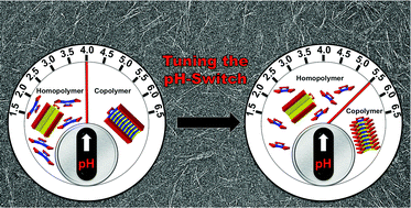 Graphical abstract: Tuneable pH-regulated supramolecular copolymerisation by mixing mismatched dendritic peptide comonomers