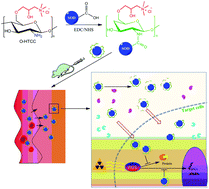Graphical abstract: The conjugation of Cu/Zn superoxide dismutase (SOD) to O-(2-hydroxyl) propyl-3-trimethyl ammonium chitosan chloride (O-HTCC) enhances its therapeutic potential against radiation-induced oxidative damage