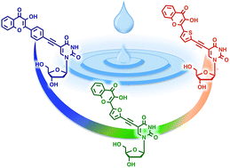 Graphical abstract: Development of environmentally sensitive fluorescent and dual emissive deoxyuridine analogues