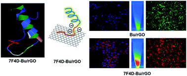 Graphical abstract: Functionalization of nano-graphenes by chimeric peptide engineering