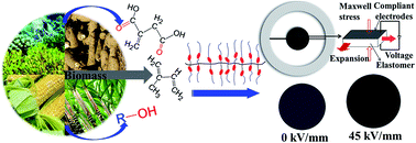 Graphical abstract: Design and preparation of bio-based dielectric elastomer with polar and plasticized side chains