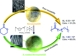 Graphical abstract: Coating Novozyme435 with an ionic liquid: more than just a coating for the efficient ring-opening polymerization of δ-valerolactone