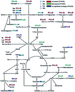 Graphical abstract: Metabolic responses to water deprivation in C57BL/6J mice using a proton nuclear magnetic resonance-based metabonomics approach