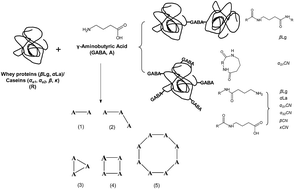 Graphical abstract: Interactions of γ-aminobutyric acid and whey proteins/caseins during fortified milk production