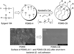 Graphical abstract: Preparation of anti-fouling silicone elastomers by covalent immobilization of carboxybetaine