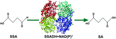 Graphical abstract: A QM/MM study of the catalytic mechanism of succinic semialdehyde dehydrogenase from Synechococcus sp. PCC 7002 and Salmonella typhimurium