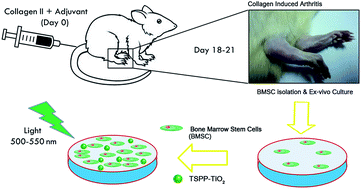 Graphical abstract: Influence of photoactivated tetra sulphonatophenyl porphyrin and TiO2 nanowhiskers on rheumatoid arthritis infected bone marrow stem cell proliferation in vitro and oxidative stress biomarkers in vivo