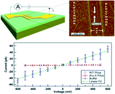 Graphical abstract: Conductivity of individual Geobacter pili