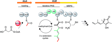 Graphical abstract: A genomics-led approach to deciphering the mechanism of thiotetronate antibiotic biosynthesis