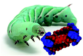 Graphical abstract: Anticancer metallohelices: nanomolar potency and high selectivity