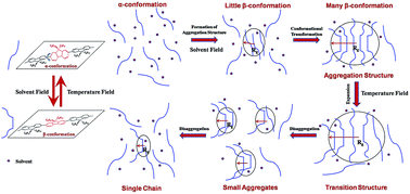 Graphical abstract: A transformation process and mechanism between the α-conformation and β-conformation of conjugated polymer PFO in precursor solution