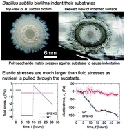 Graphical abstract: Surface indentation and fluid intake generated by the polymer matrix of Bacillus subtilis biofilms