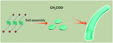 Graphical abstract: Controlled self-assembly of a pyrene-based bolaamphiphile by acetate ions: from nanodisks to nanofibers by fluorescence enhancement