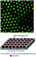 Graphical abstract: Spatially directed vesicle capture in the ordered pores of breath-figure polymer films
