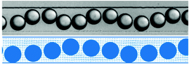 Graphical abstract: Collective waves in dense and confined microfluidic droplet arrays