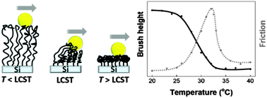 Graphical abstract: Stretching of collapsed polymers causes an enhanced dissipative response of PNIPAM brushes near their LCST