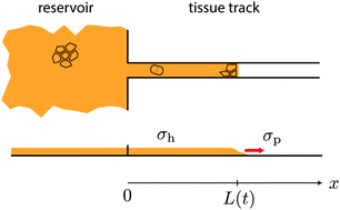 Graphical abstract: One-dimensional collective migration of a proliferating cell monolayer