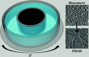 Graphical abstract: Shear-induced amyloid fibrillization: the role of inertia
