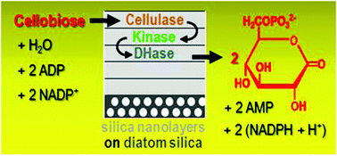 Graphical abstract: Compartmentalisation of enzymes for cascade reactions through biomimetic layer-by-layer mineralization