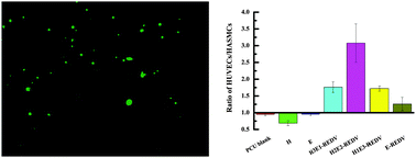 Graphical abstract: Antimicrobial surfaces grafted random copolymers with REDV peptide beneficial for endothelialization