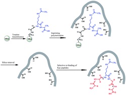 Graphical abstract: A molecularly imprinted polymer as an antibody mimic with affinity for lysine acetylated peptides