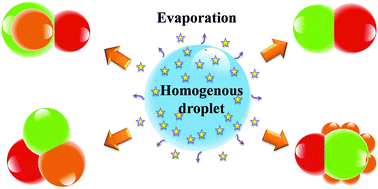 Graphical abstract: Fabrication of Janus droplets by evaporation driven liquid–liquid phase separation