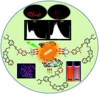Graphical abstract: Emergence through delicate balance between the steric factor and molecular orientation: a highly bright and photostable DNA marker for real-time monitoring of cell growth dynamics