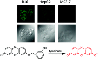 Graphical abstract: A highly sensitive and selective fluorescence off–on probe for the detection of intracellular endogenous tyrosinase activity