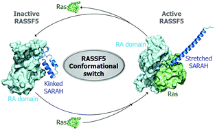 Graphical abstract: The dynamic mechanism of RASSF5 and MST kinase activation by Ras