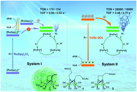 Graphical abstract: Comparison of H2 photogeneration by [FeFe]-hydrogenase mimics with CdSe QDs and Ru(bpy)3Cl2 in aqueous solution