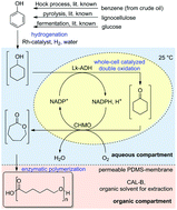 Graphical abstract: An alternative approach towards poly-ε-caprolactone through a chemoenzymatic synthesis: combined hydrogenation, bio-oxidations and polymerization without the isolation of intermediates