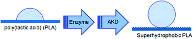 Graphical abstract: Superhydrophobic functionalization of cutinase activated poly(lactic acid) surfaces