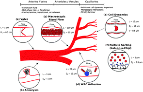Graphical abstract: Computational fluid dynamics in the microcirculation and microfluidics: what role can the lattice Boltzmann method play?