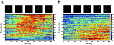 Graphical abstract: Protein expression patterns of the yeast mating response