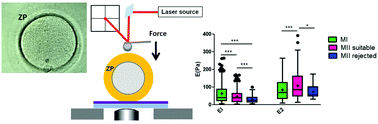 Graphical abstract: Investigating the mechanical properties of zona pellucida of whole human oocytes by atomic force spectroscopy