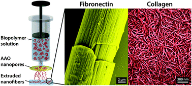 Graphical abstract: Template-assisted extrusion of biopolymer nanofibers under physiological conditions