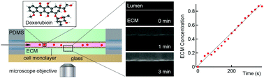 Graphical abstract: Real-time imaging and quantitative analysis of doxorubicin transport in a perfusable microvessel platform
