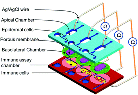 Graphical abstract: In vitro micro-physiological immune-competent model of the human skin