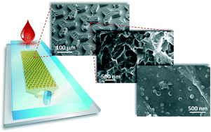 Graphical abstract: Ultrasensitive microfluidic analysis of circulating exosomes using a nanostructured graphene oxide/polydopamine coating