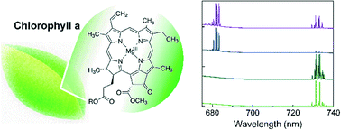 Graphical abstract: Optofluidic chlorophyll lasers