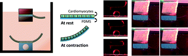 Graphical abstract: Development and characterization of muscle-based actuators for self-stabilizing swimming biorobots