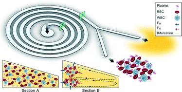 Graphical abstract: Multiplexing slanted spiral microchannels for ultra-fast blood plasma separation