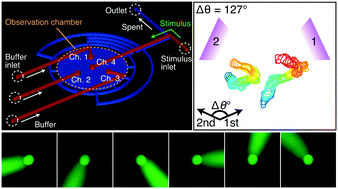 Graphical abstract: The microfluidic lighthouse: an omnidirectional gradient generator